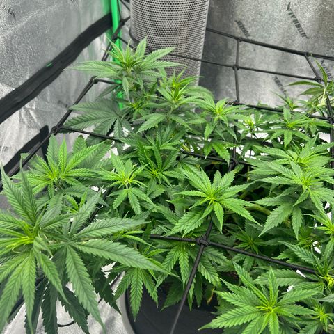 Aurora growlog timeline photo