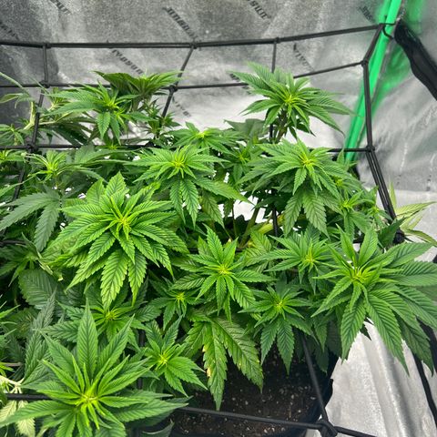 Purple Punch growlog timeline photo