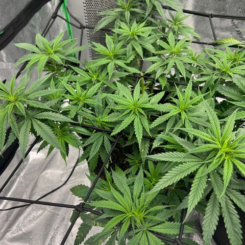 Aurora growlog timeline photo