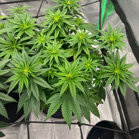 Purple Punch growlog timeline photo