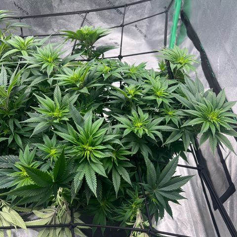 Purple Punch growlog timeline photo