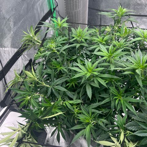 Aurora growlog timeline photo