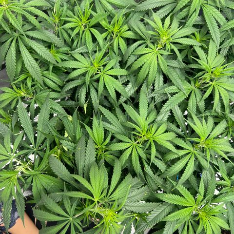Aurora growlog timeline photo