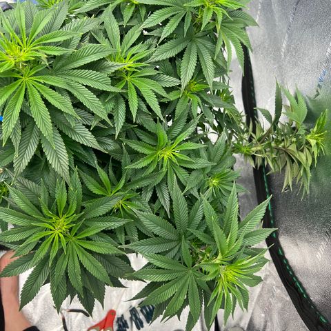Purple Punch growlog timeline photo