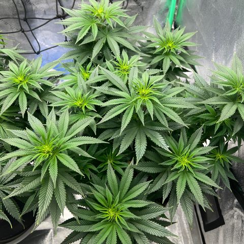 Purple Punch growlog timeline photo