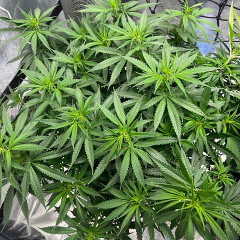 Aurora growlog timeline photo