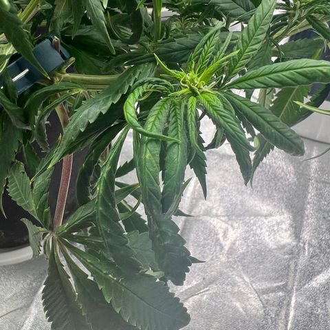Aurora growlog timeline photo