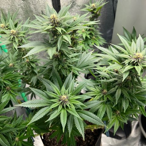 Purple Punch growlog timeline photo