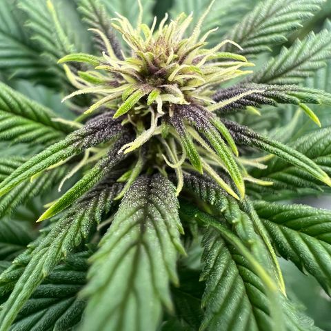 Purple Punch growlog timeline photo