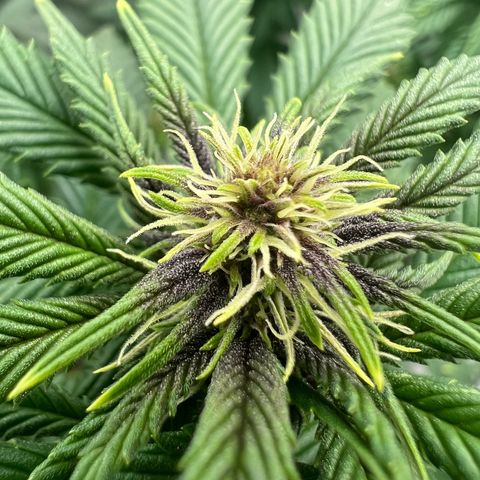 Purple Punch growlog timeline photo