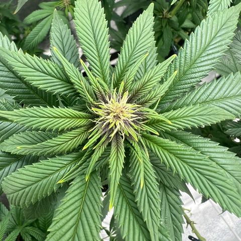Purple Punch growlog timeline photo