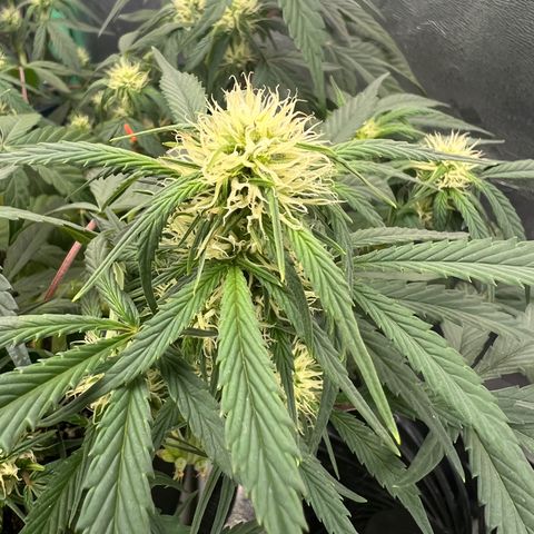 Aurora growlog photo: Clawed leaves