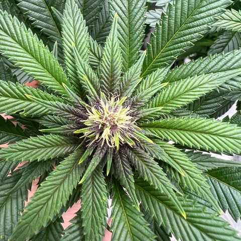 Purple Punch growlog timeline photo