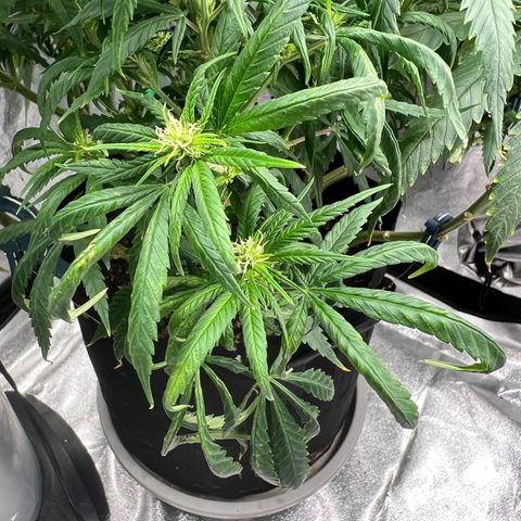 Aurora growlog timeline photo