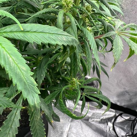 Aurora growlog timeline photo