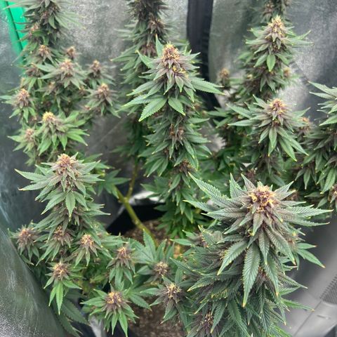 Purple Punch growlog timeline photo
