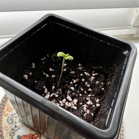 Critical G. growlog timeline photo
