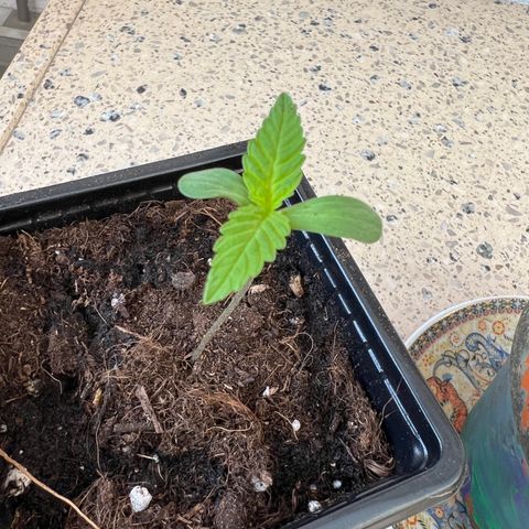 Critical G. growlog timeline photo