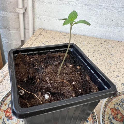 Critical G. growlog timeline photo