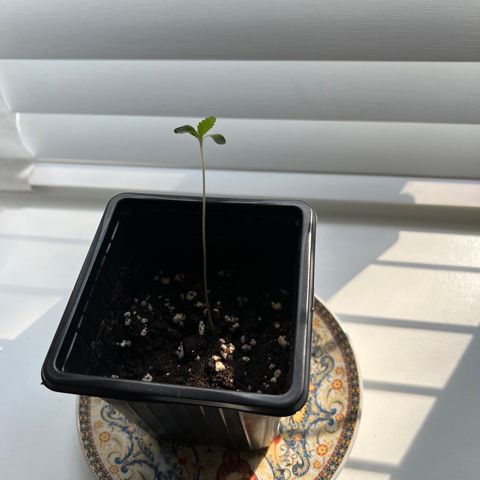 Critical G. growlog timeline photo