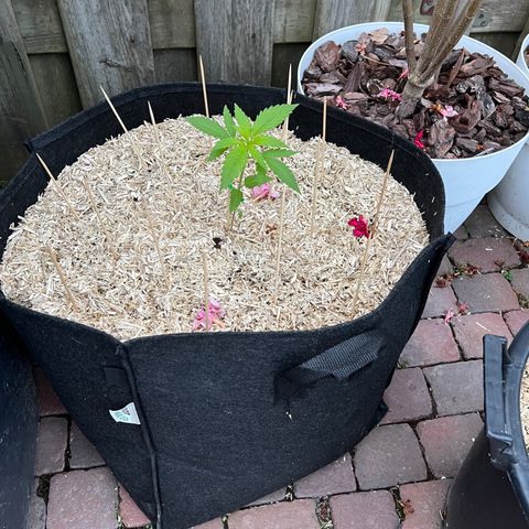 Critical G. growlog timeline photo