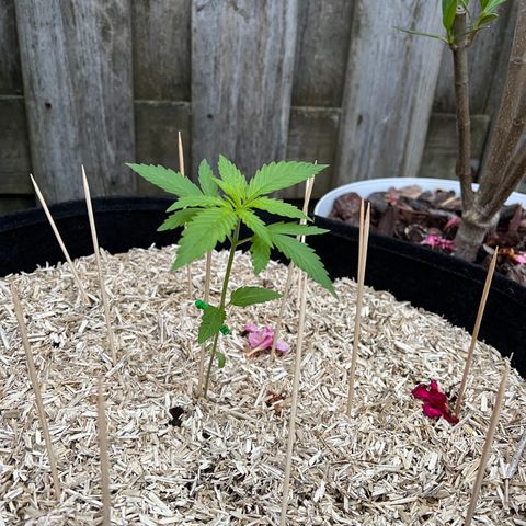 Critical G. growlog timeline photo
