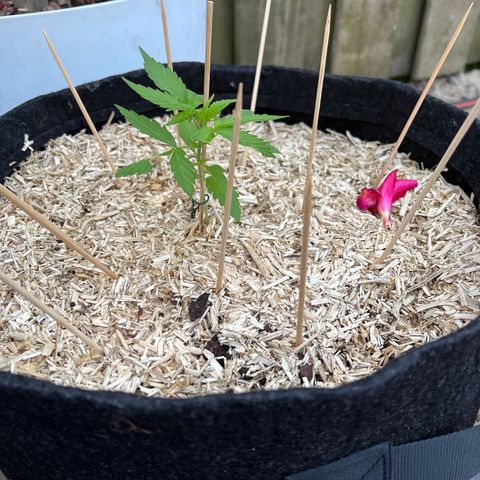 Critical G. growlog timeline photo