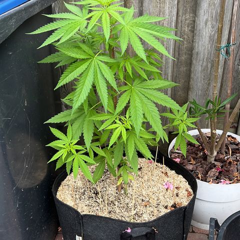 Critical G. growlog timeline photo