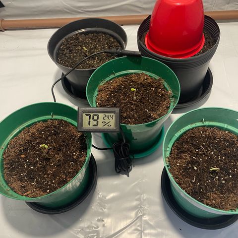 Genética desconhecida growlog photo: Início 
Substrato vaso verde: Carolina soil
Vaso preto: terra, húmus e vermiculita