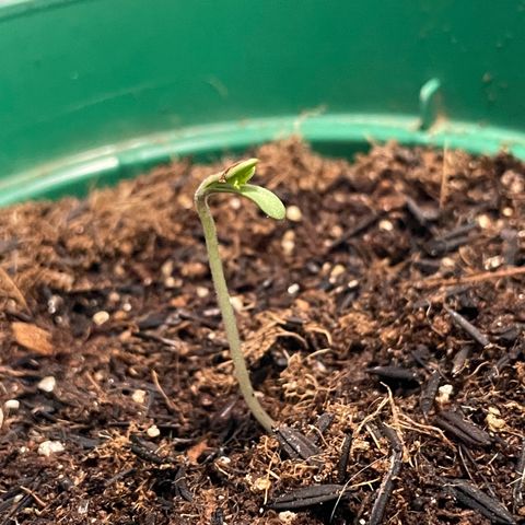 Genética desconhecida growlog timeline photo