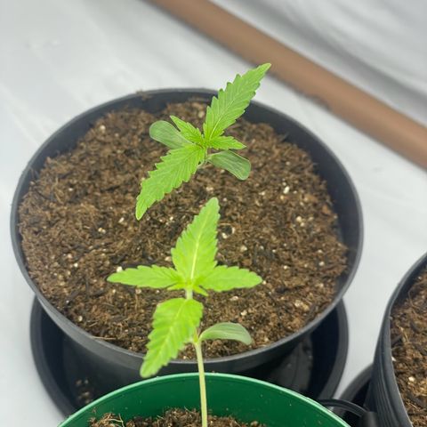 Genética desconhecida growlog timeline photo