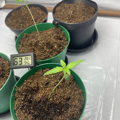 Genética desconhecida growlog timeline photo