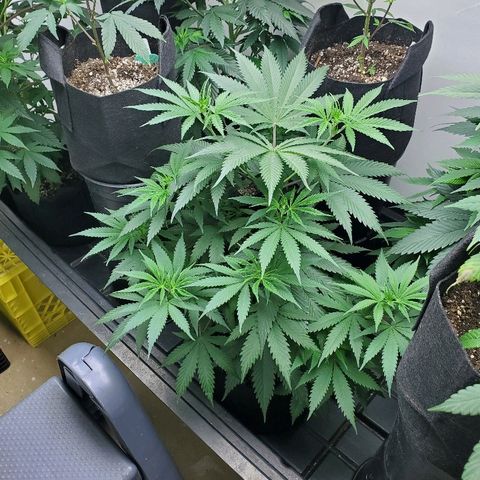Strawberry banana kush  #01 growlog photo: Ggdp