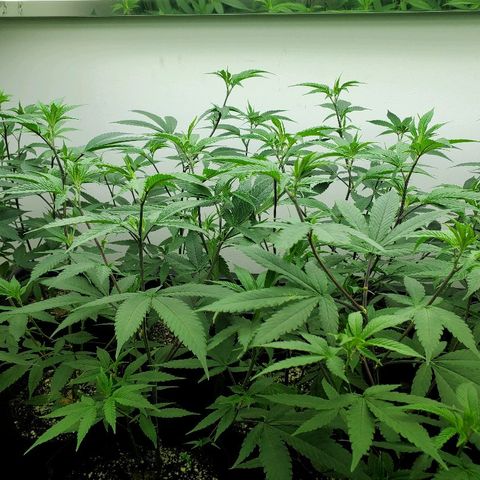 Strawberry banana kush  #01 growlog photo: Sbb