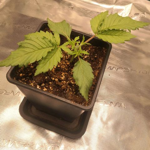 Hindu Kush growlog timeline photo