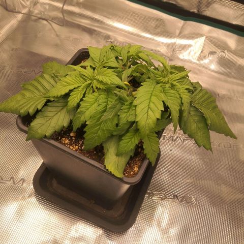 Hindu Kush growlog timeline photo