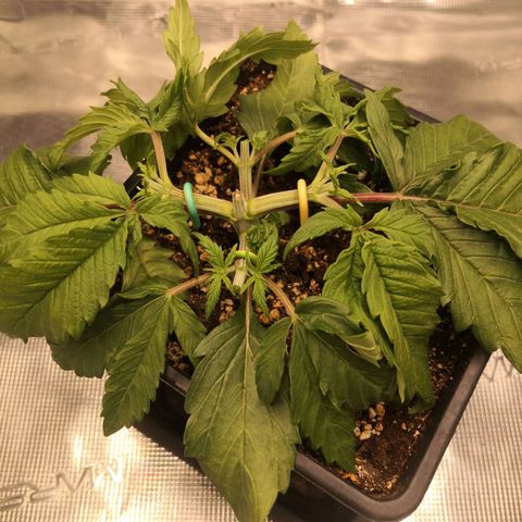 Hindu Kush growlog timeline photo