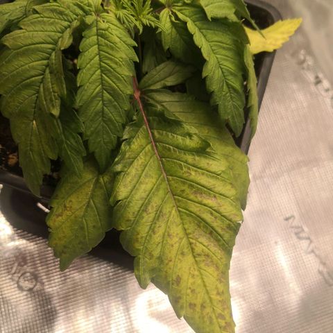 Hindu Kush growlog timeline photo