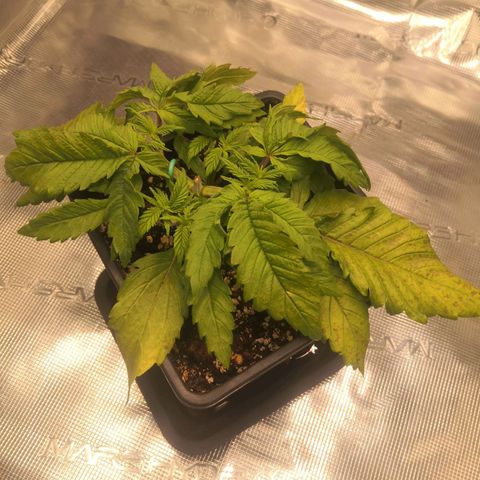 Hindu Kush growlog timeline photo