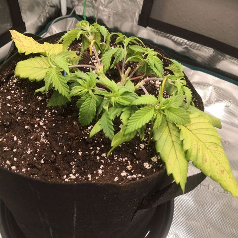 Hindu Kush growlog timeline photo