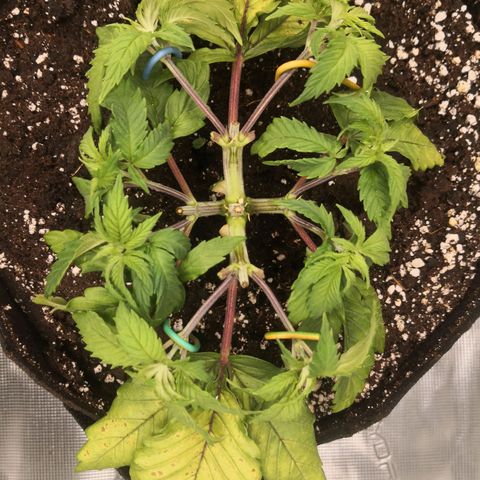 Hindu Kush growlog timeline photo