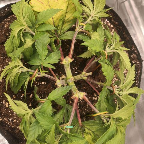 Hindu Kush growlog timeline photo