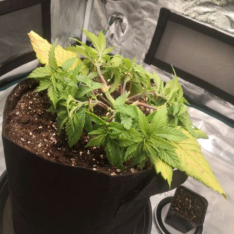 Hindu Kush growlog timeline photo