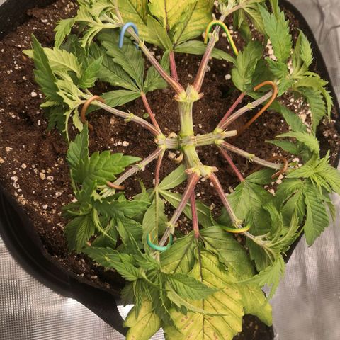 Hindu Kush growlog timeline photo