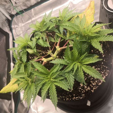 Hindu Kush growlog timeline photo