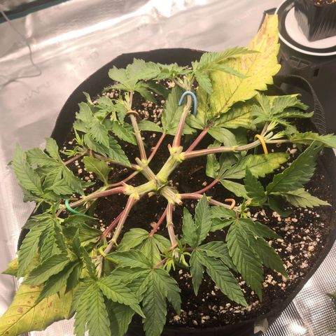 Hindu Kush growlog timeline photo