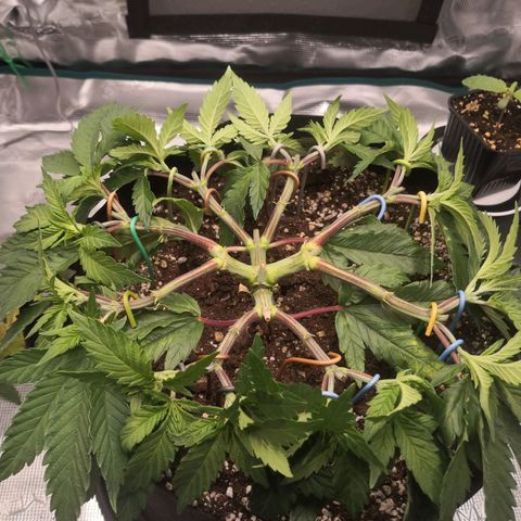 Hindu Kush growlog timeline photo