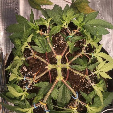 Hindu Kush growlog timeline photo