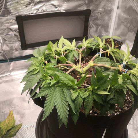 Hindu Kush growlog timeline photo