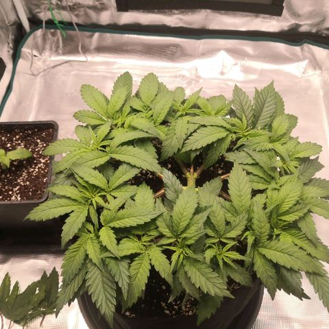 Hindu Kush growlog timeline photo